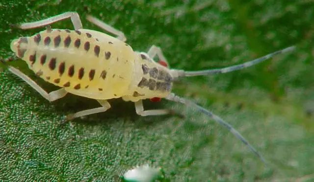 8种农药防治蔬菜害虫的药效试验,蔬菜害虫最佳防治方法