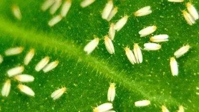 农作物害虫大全及防治,蔬菜害虫图片大全集