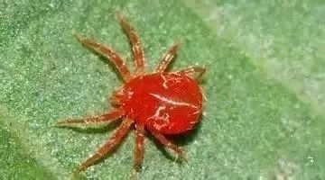 8种农药防治蔬菜害虫的药效试验,蔬菜害虫最佳防治方法