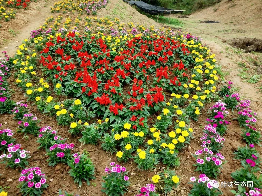 春节去钦州旅游攻略大全,广西钦州最新春节免费游玩攻略