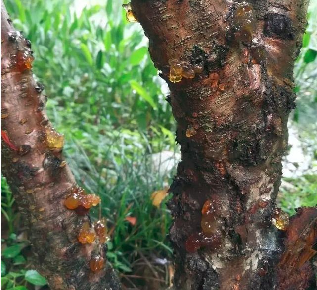 桃李树果子流胶用什么药,杏流胶病最佳防治方法