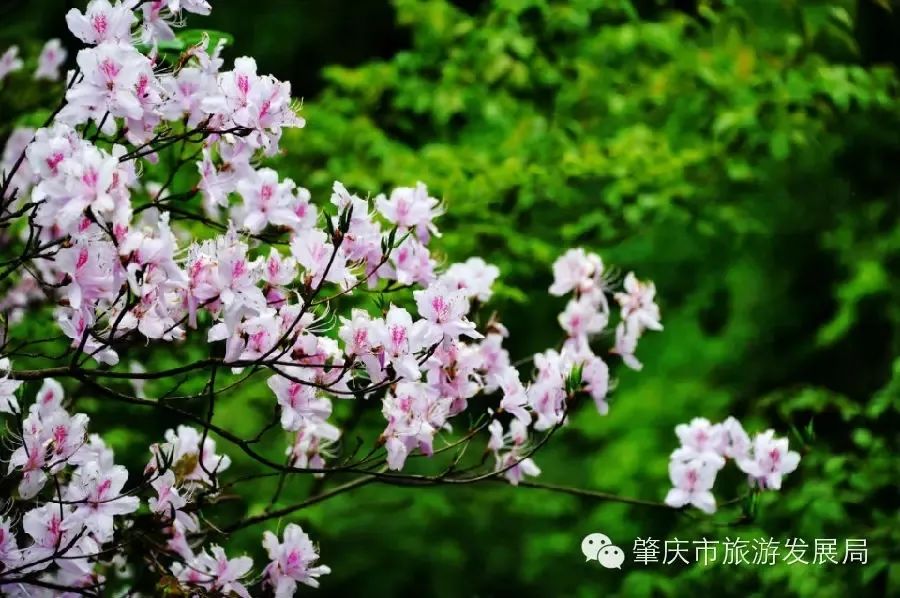 来吧!侧田、黄凯芹邀你到鼎湖一起过大年!