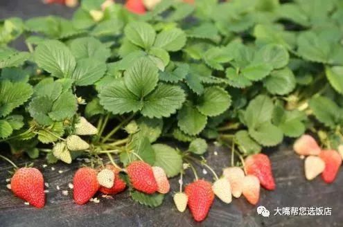 大连摘草莓一日游,大连摘草莓适合去的地方