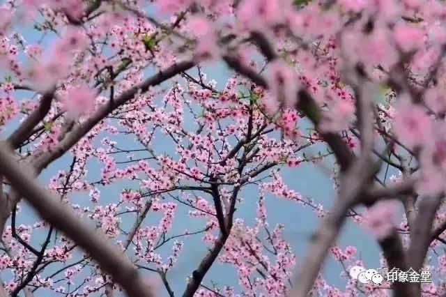 金堂赏花最佳地点时间,金堂赏花之梨花篇