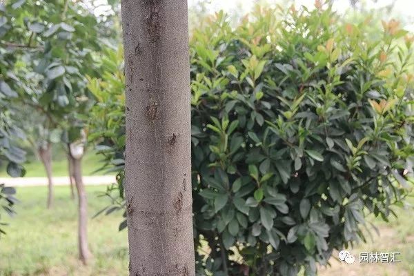 合家欢乐｜*欢合**、珍珠金*欢合**、香水*欢合**