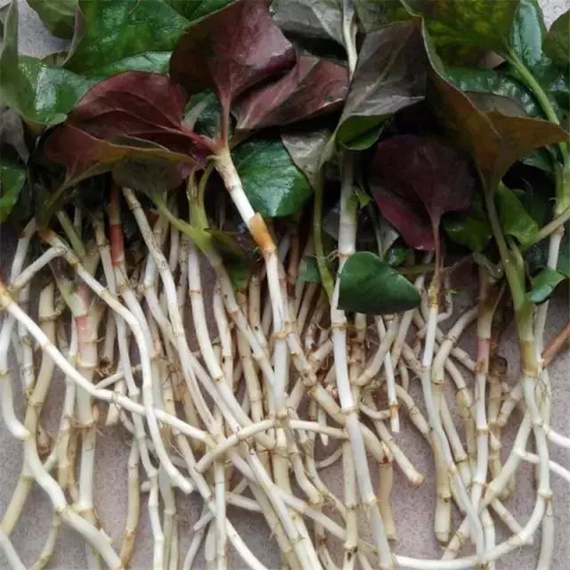 美食|贵阳不光是辣味的,还有一种味道叫折耳根!