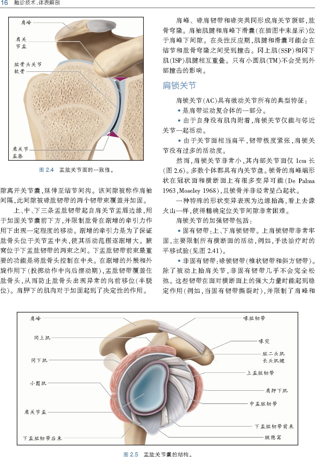好书推荐｜《触诊技术》——李哲人体科学团队——开年首发