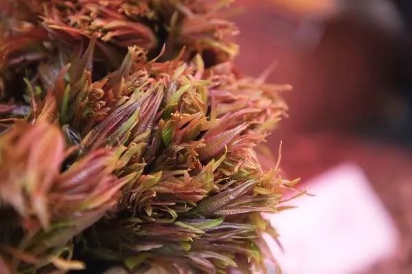 云南旅游昆明小吃街攻略,昆明乡街子网红打卡点