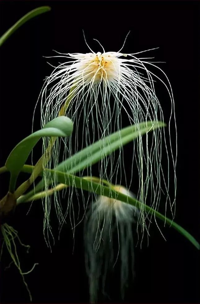 兰花之美朗诵,兰花之美诗句