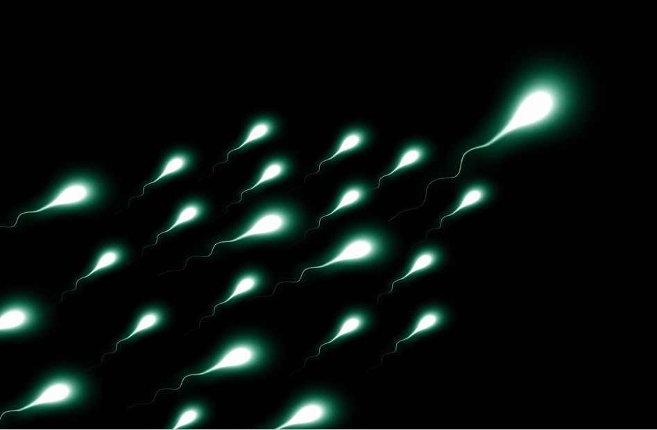 “长寿”精子会繁衍出更健康的后代