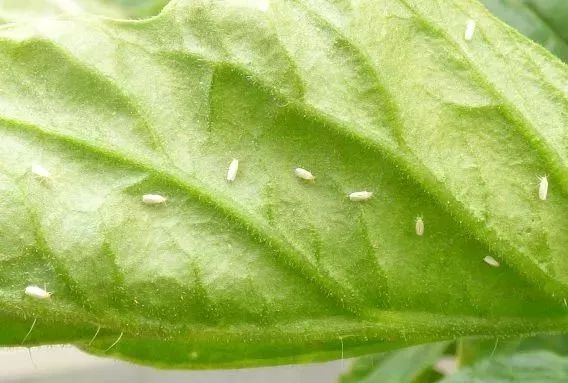 涨知识丨防治小白蛾子，用什么方法好？