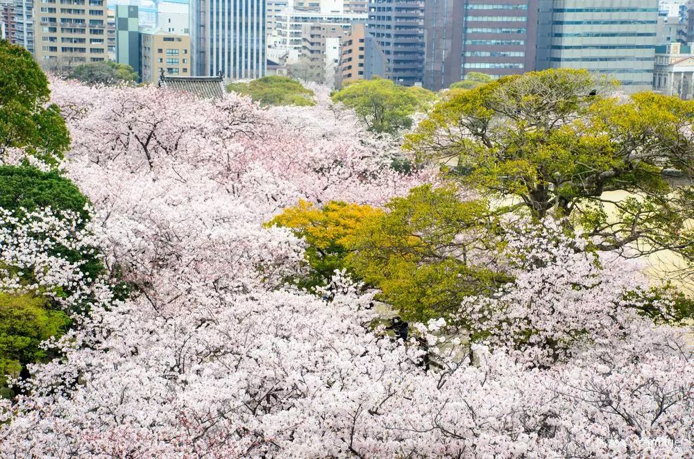 2019年日本樱花季日程表小众赏樱攻略！