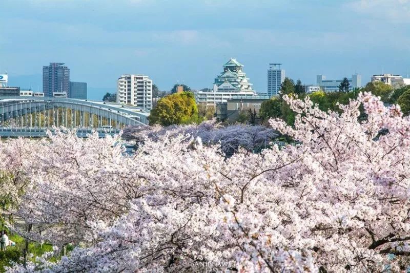 2019年日本樱花季日程表小众赏樱攻略！