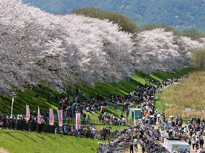 2019年日本樱花季日程表小众赏樱攻略！