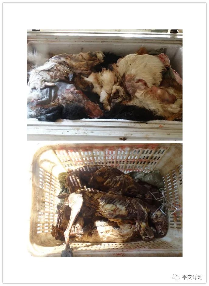 破获捕杀犬案件,洋河杀人命案