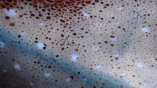 你见过企鹅破壳的瞬间吗,你见过企鹅下蛋吗