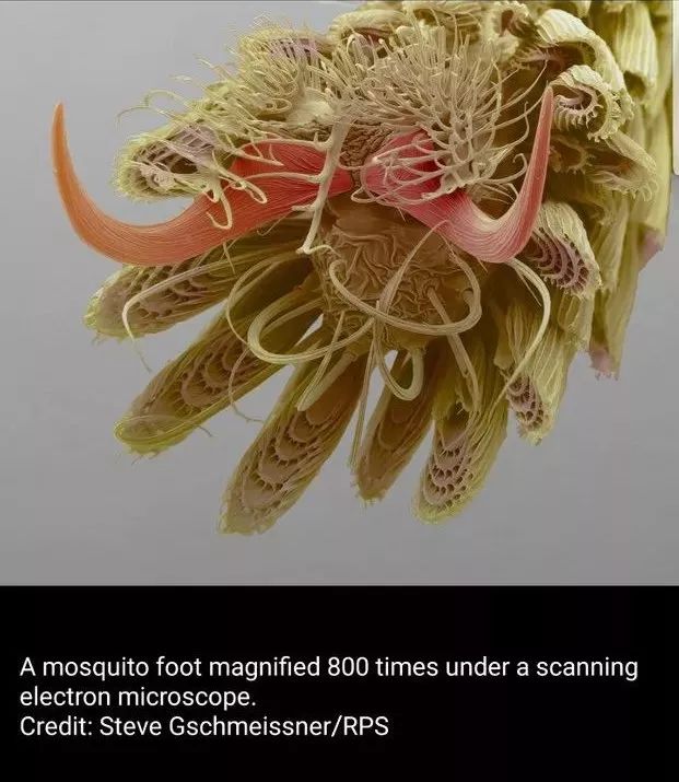 你见过企鹅破壳的瞬间吗,你见过企鹅下蛋吗