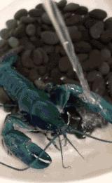 正惊GIF囧图：史上最硬核的学霸，女装大佬是怎么坐地铁的？