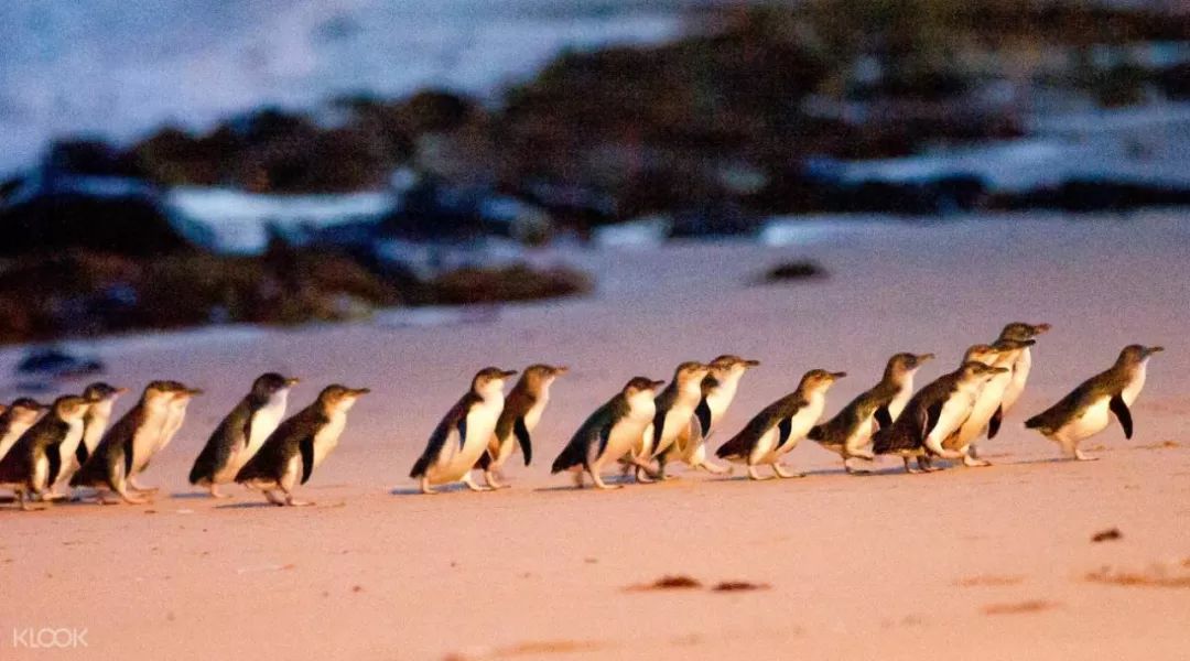 墨尔本是个包容性极强的城市,墨尔本是世界宜居城市吗