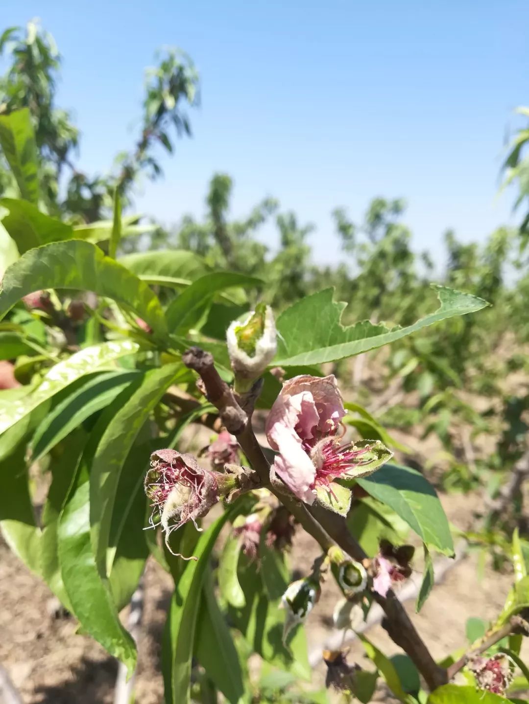 寡妇年真的有倒春寒吗,2019年是不是寡妇年