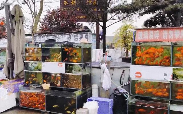 今年的花市在哪里逛,周末去花市买花