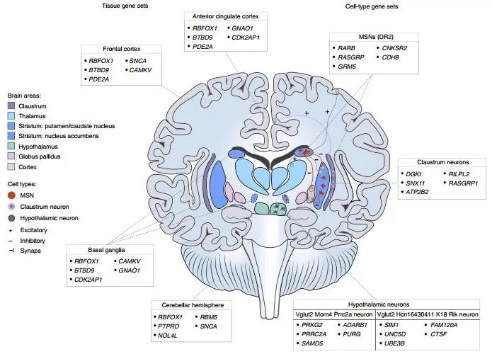 失眠研究,失眠最新科学突破视频