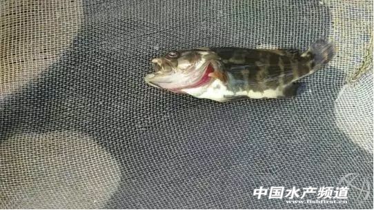 石斑鱼解剖与鱼病,养殖的石斑鱼大量死亡是什么病