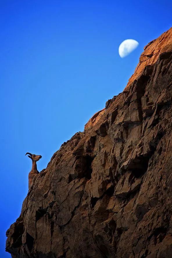作为内蒙人，山羊这么牛的生物，竟然不了解？