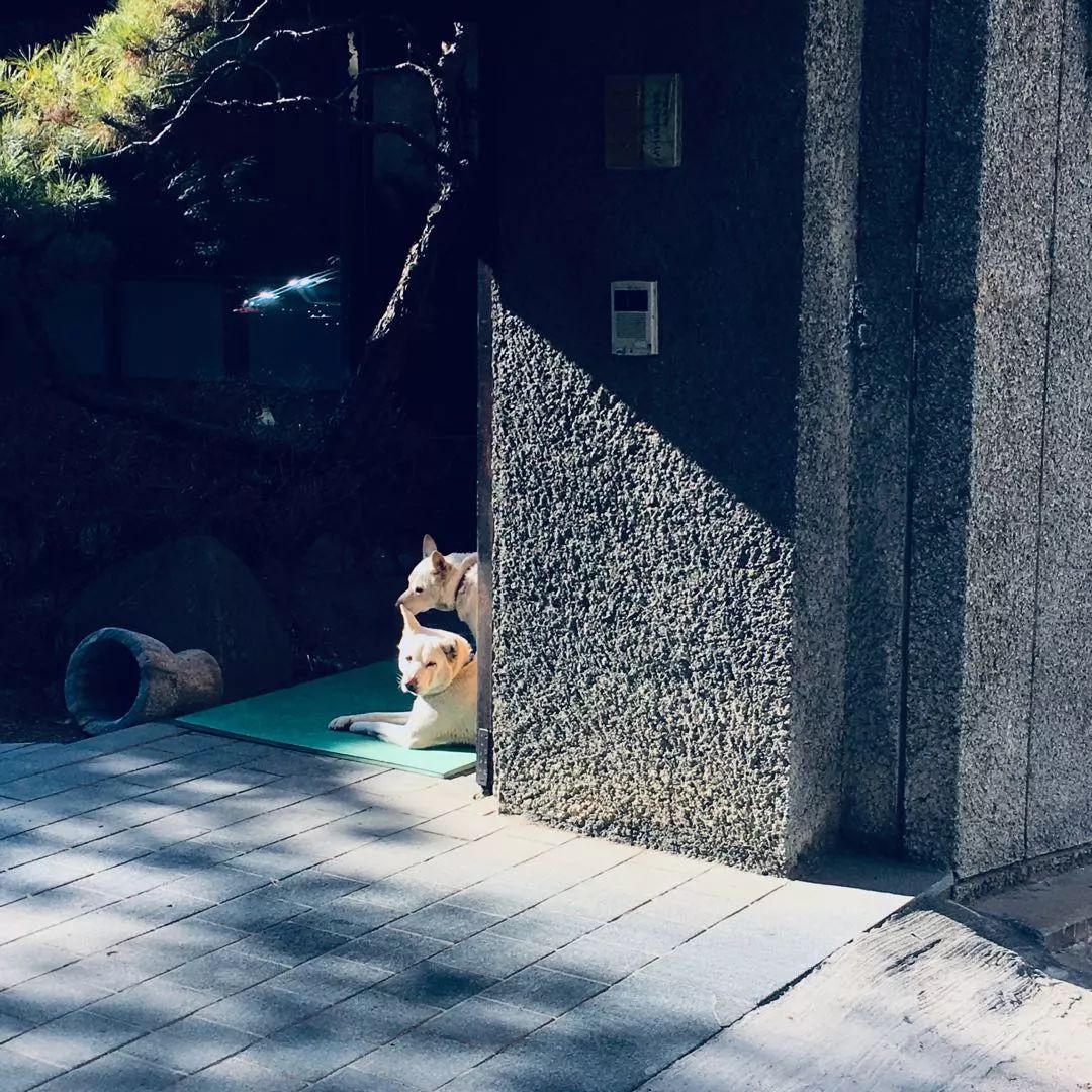 韩国购物值得买的吃的,去韩国必买什么吃的