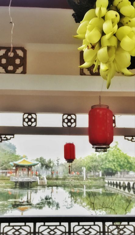 七星岩禾仙岛黄花铃木,七星岩黄花风铃四季变化