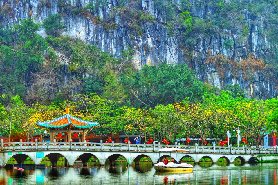 七星岩禾仙岛黄花铃木,七星岩黄花风铃四季变化