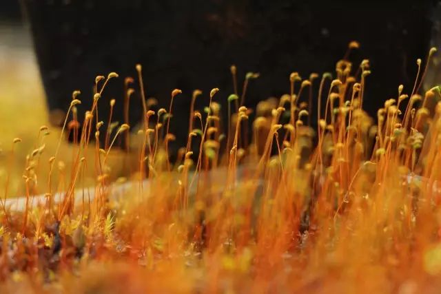 机构上百元的自然课程~春日踏青最常见的，孩子想知道的都在这里！大自然拓荒者小矮人~