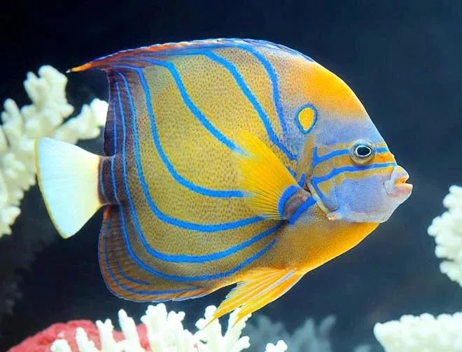 海缸珊瑚的饲养,海缸新手入门详细教程及注意事项