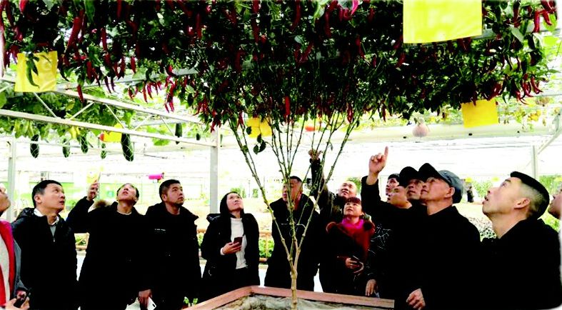 「吉农采风」吉林青年农场主，走进临沂学本领