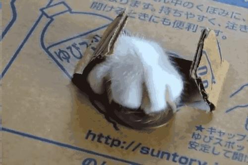 一个猫爪杯被炒至千元，真的不是恋足癖吗？