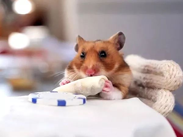 仓鼠怎么养活得更久,如何让仓鼠活得久