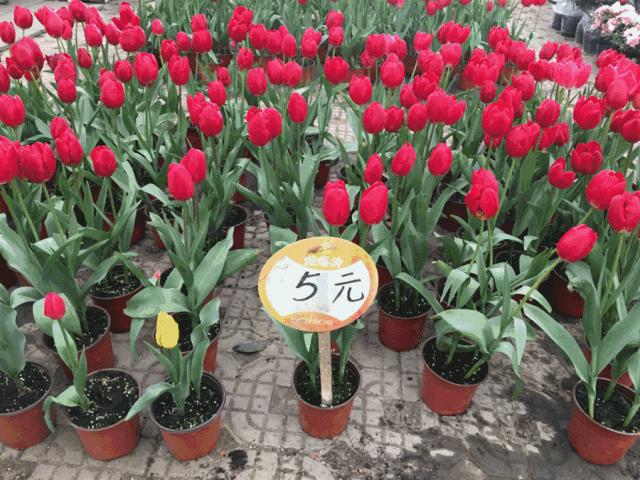 今年的花市在哪里逛,周末去花市买花