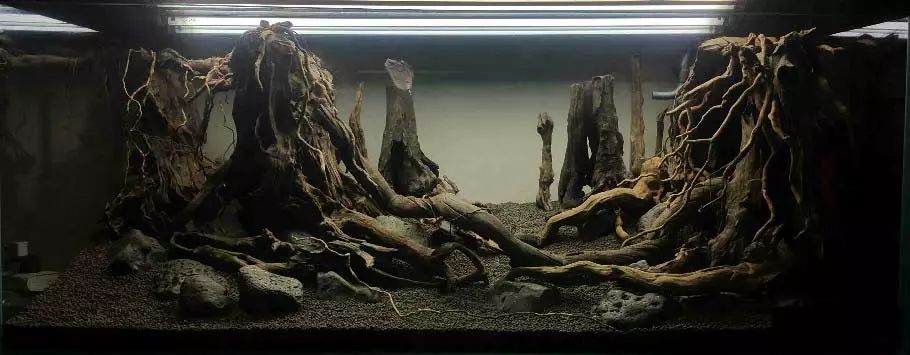 ada2021造景大赛第一名高清图,22年ada造景大赛