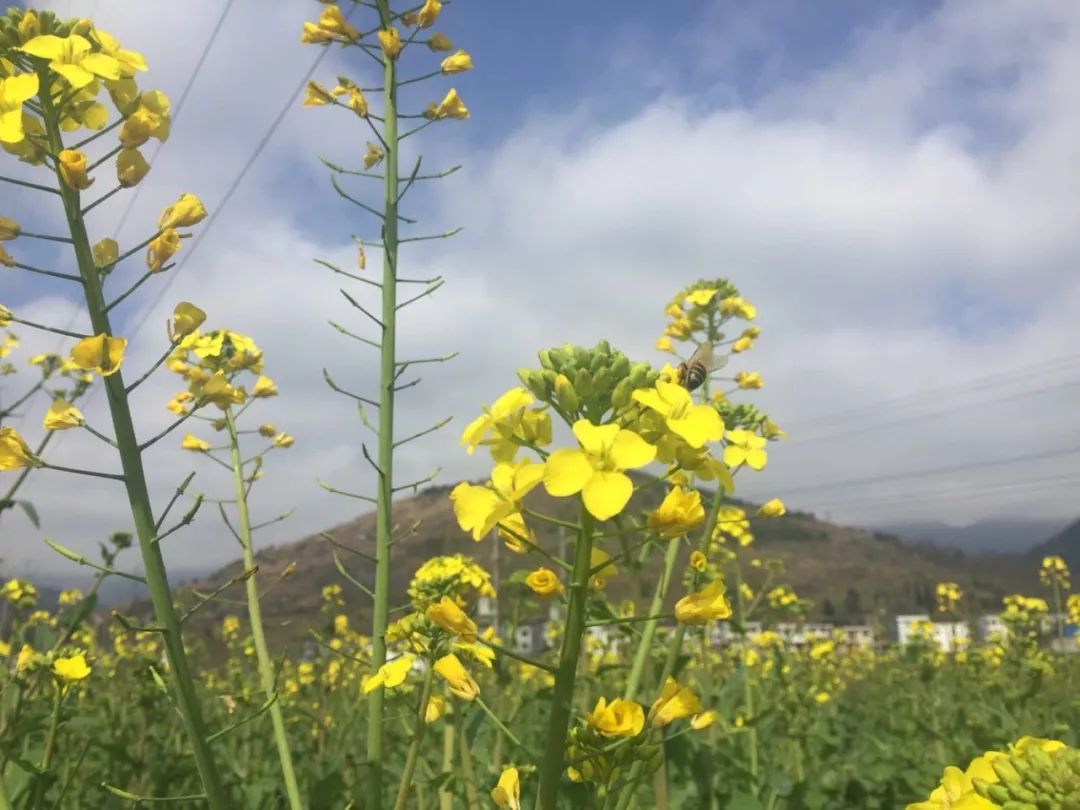 这些东西统统免费却让人幸福感爆棚！有多少秀山人享受到了？