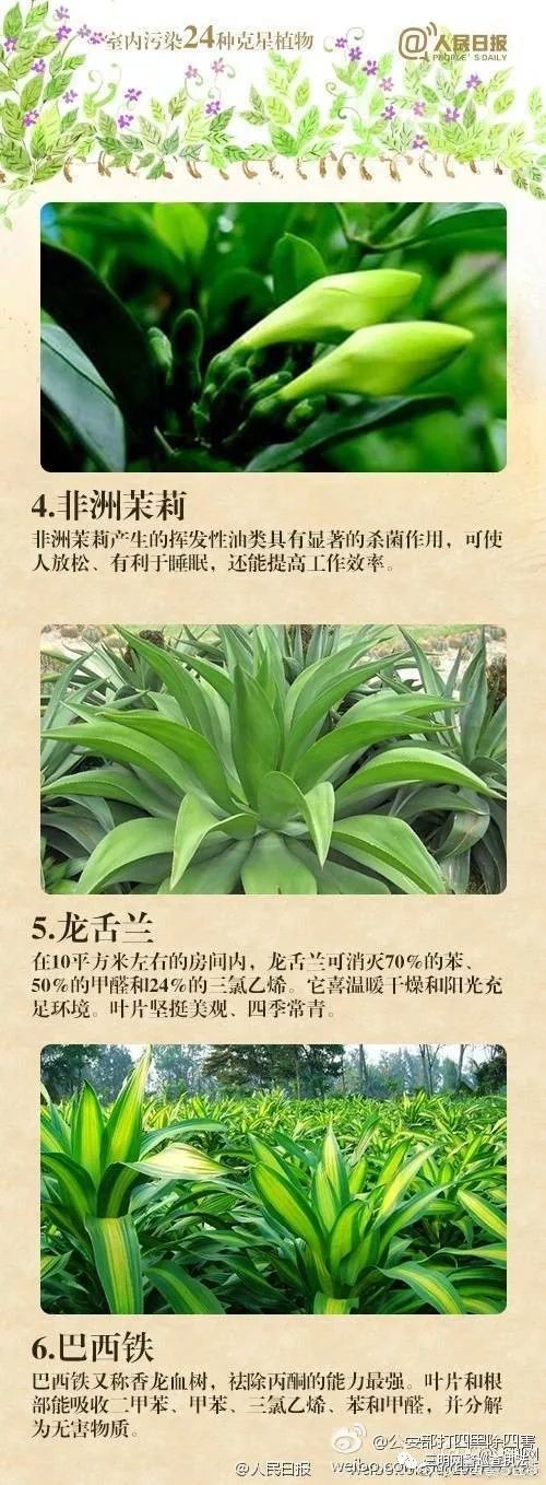 吸甲醛第一名绿植,央视公认除甲醛植物