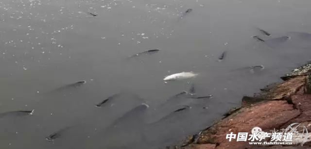 鱼苗放进鱼塘有少数死亡正常吗,放养鱼种要注意什么