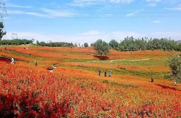 鹿泉网红打卡地免费,鹿泉太平河网红打卡圣地