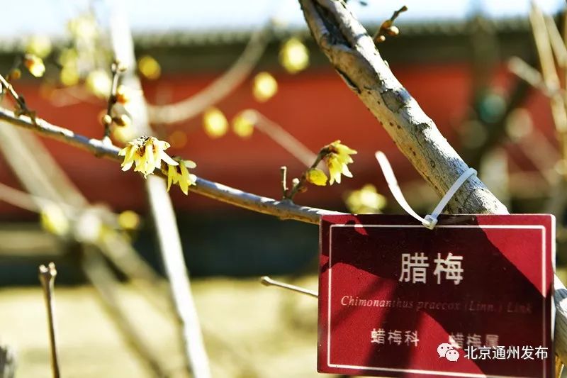 美得不像话！通州玉兰花开早腊梅绽放报春来