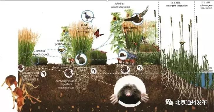 通州建大公园规划图,通州大公园