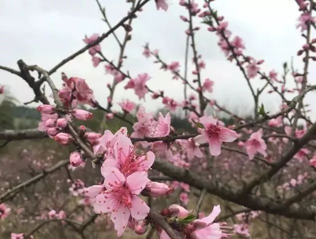咸宁市赏花景点有哪些景区,诗意踏青春暖花开