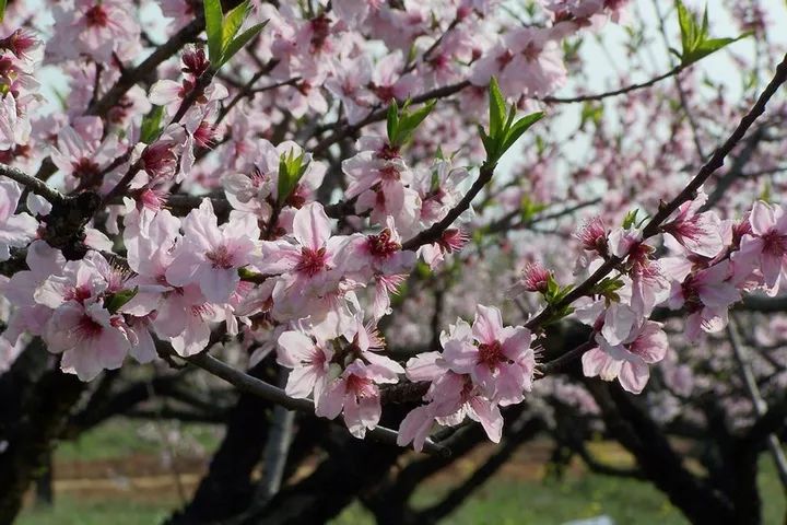 孝感未来五年发展规划,孝感的未来发展规划