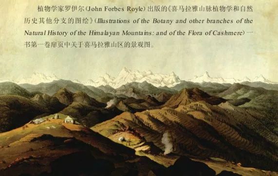 去喜马拉雅山采集杜鹃花，这个英国人有多疯狂？