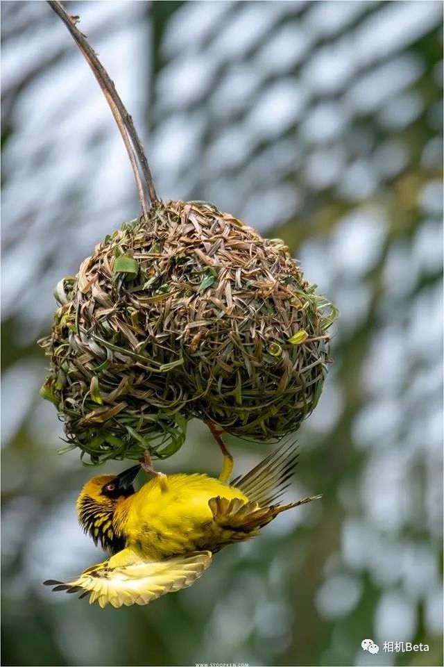 每周摄影作品欣赏：索尼家（第20190310期）