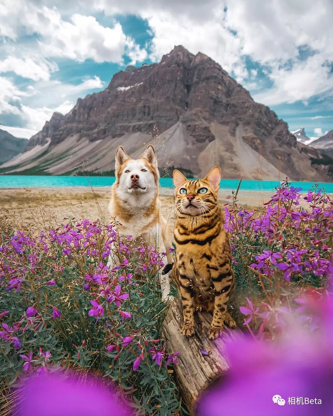 每周摄影作品欣赏：索尼家（第20190310期）