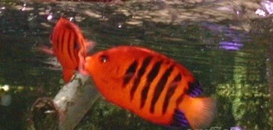 怎么样孵化火狐,火焰仙怎么孵化